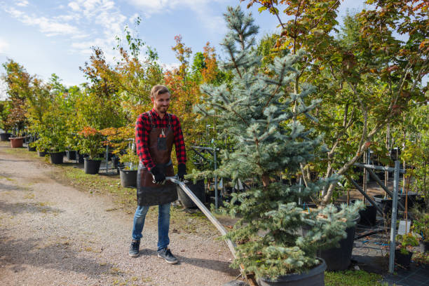 Best Commercial Tree Services  in King City, OR